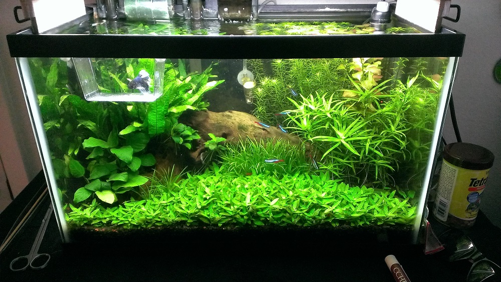 The Benefits and Basics of Setting Up a Naturally Planted Tank for Betta  Fish